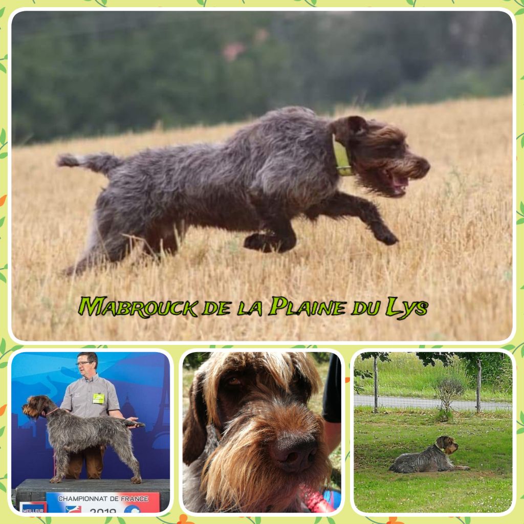 Mabrouck de la Plaine du Lys