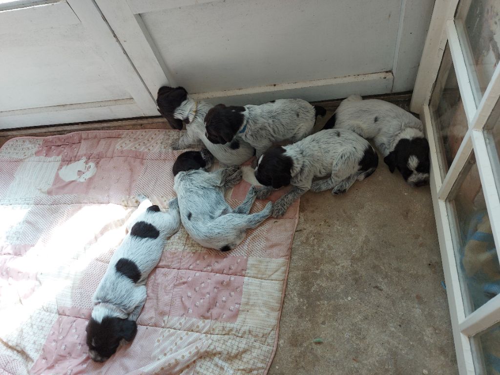 Des Plaines De Marouatte - Chiots  disponible 
