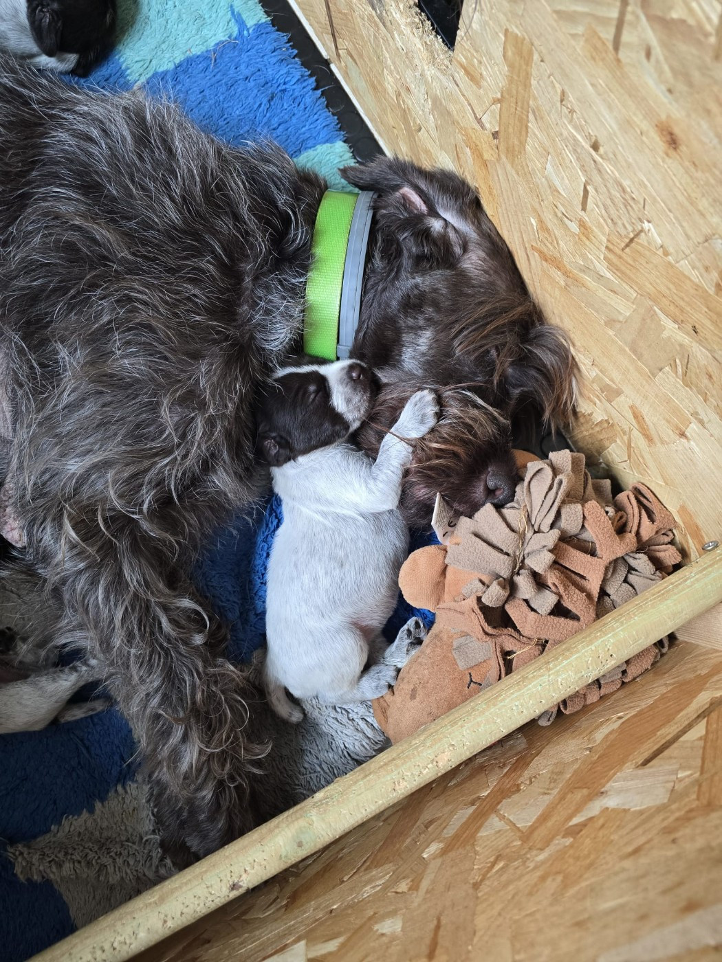 Des Plaines De Marouatte - Chiots disponibles - Griffon d'arrêt à poil dur Korthals