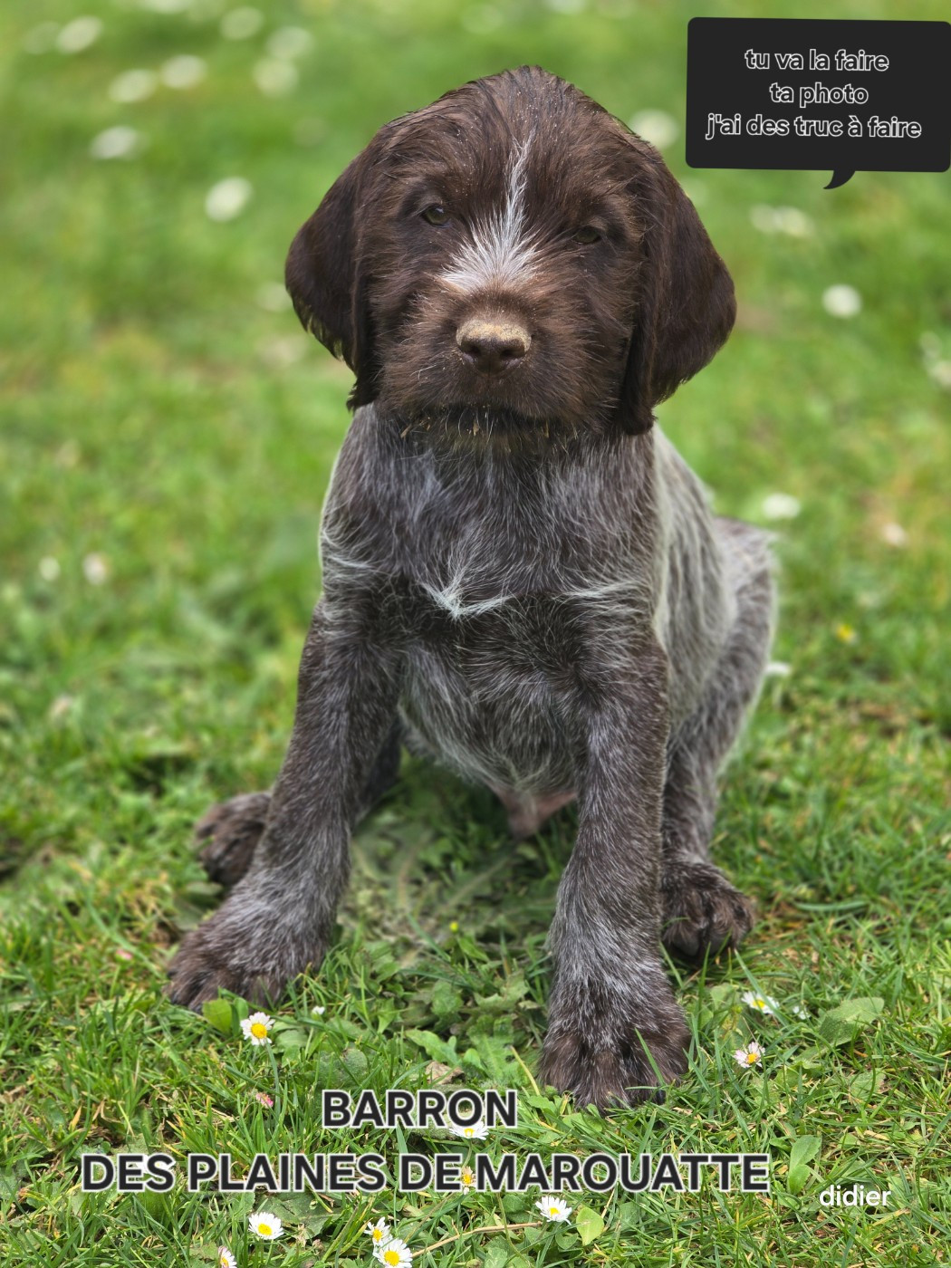 Des Plaines De Marouatte - Chiots disponibles - Griffon d'arrêt à poil dur Korthals
