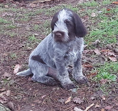 CHIOT